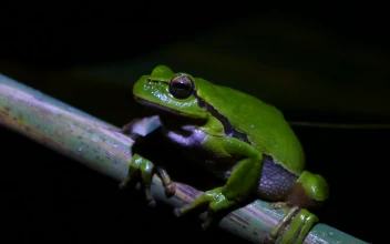 Stock Video Green Frog Breathing During A Dark Night For PC