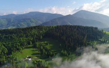Stock Video Green Forest Full Of Pine Trees In Spring For PC