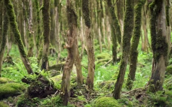 Stock Video Green Forest Covered In Moss For PC