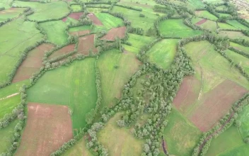 Stock Video Green Fields With Border Trees In The Valley For PC