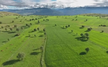 Stock Video Green Fields And Trees On A Plateau For PC