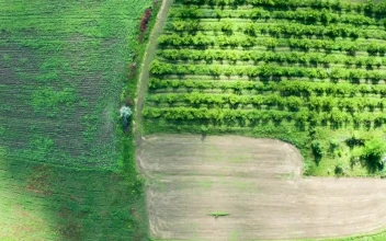 Stock Video Green Fields And Small Trees For PC