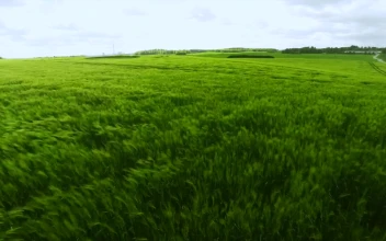 Stock Video Green Field During The Summer For PC