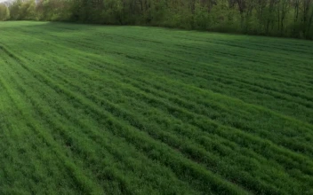 Stock Video Green Field And A Tree Line For PC