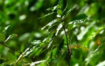 Stock Video Green Branch Under The Rain For PC