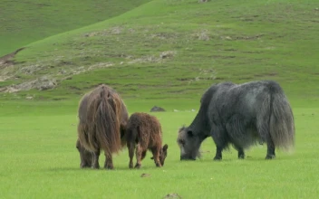 Stock Video Gray And Brown Yaks Grazing In The Grassland For PC
