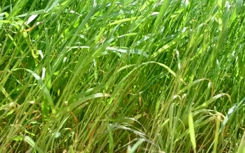 Stock Video Grass Swaying In Heavy Wind For PC