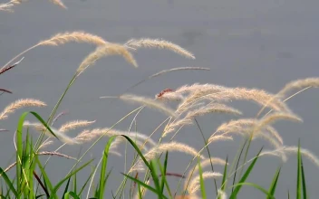 Stock Video Grass Swaying By A Lake For PC
