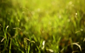Stock Video Grass Moved By The Wind For PC