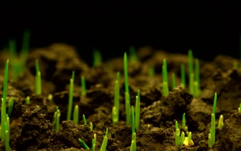 Stock Video Grass Growing Time Lapse For PC