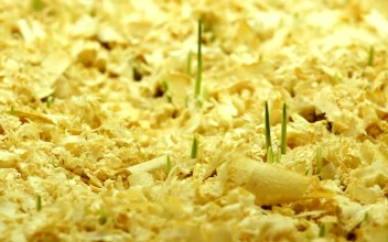 Stock Video Grass Growing Over Wooden Soil For PC