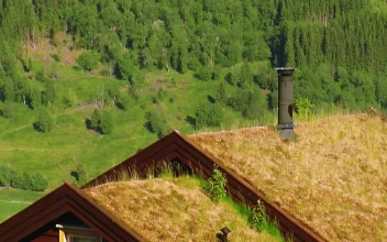 Stock Video Grass Growing On A Rooftop For PC