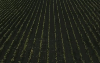 Stock Video Grapes Growing In Tuscany For PC