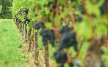 Stock Video Grape Trees At The Vineyard For PC