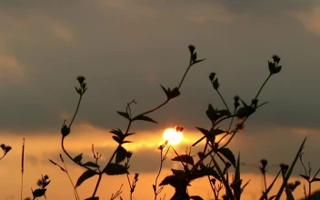 Stock Video Graden Plants Silhouetted Against The Sky For PC