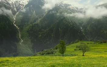 Stock Video Gorgeous Forest And Mountain And A Meadow With Yellow Flowers For PC