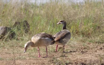Stock Video Gooses Grazing In The Valley For PC