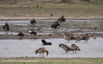 Stock Video Gooses And Ducks Enjoying The Pond For PC