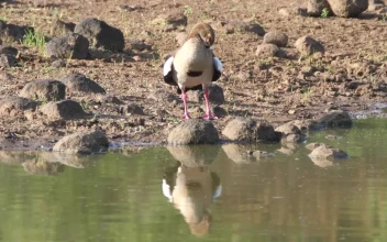 Stock Video Goose Standing On The Shore Of A Lake For PC