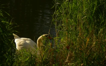 Stock Video Goose Feeding On The Shore Of A Lake For PC