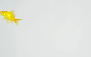 Stock Video Goldfish Swimming On A White Background For PC