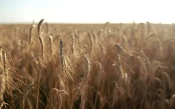 Stock Video Golden Tops Of Wheat For PC