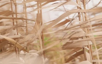 Stock Video Golden Leaves Being Moved By The Wind For PC