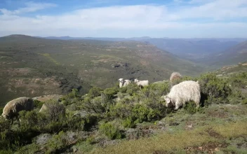 Stock Video Goats Grazing In The Mountain For PC