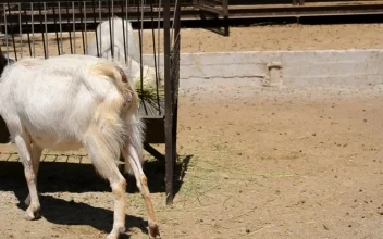 Stock Video Goats Eating At A Farm For PC