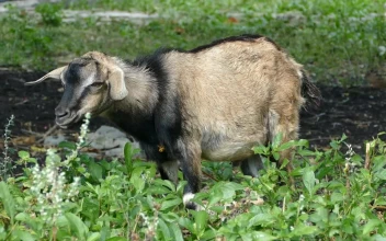 Stock Video Goat Standing In The Field For PC