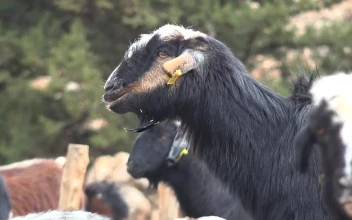 Stock Video Goat Eating In The Farm For PC