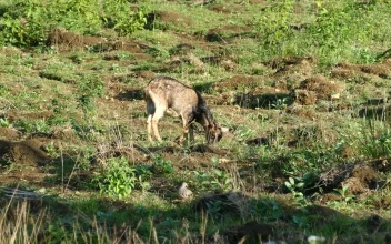 Stock Video Goat Eating Grass In The Morning For PC