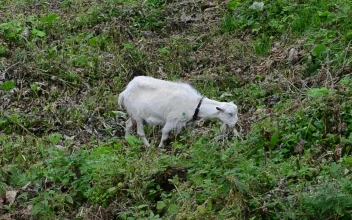 Stock Video Goat Eating In A Meadow For PC