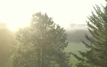 Stock Video Glowing Light Of Dawn Among The Trees Of A Forest For PC