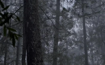 Stock Video Gloomy Forest Full Of Trees During A Rainy Afternoon For PC