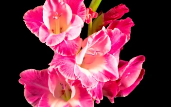 Stock Video Gladiolos Pink Flower Opening For PC