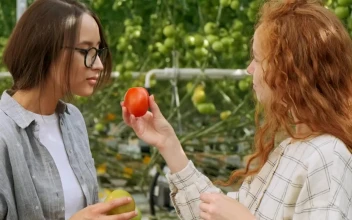 Stock Video Girls Checking Tomatoes At A Greenhouse For PC