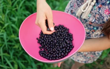 Stock Video Girl Holding A Bowl With Black Currant Berries For PC