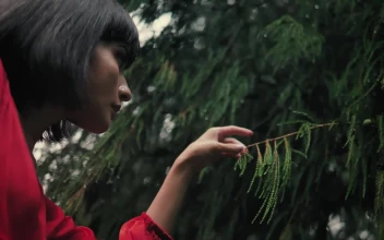 Stock Video Girl Gently Touching The Branches Of A Pine Tree In For PC