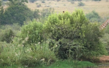 Stock Video Giraffes Looking For Food In The Savanna For PC