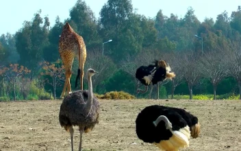 Stock Video Giraffes And Ostriches In The Zoo For PC