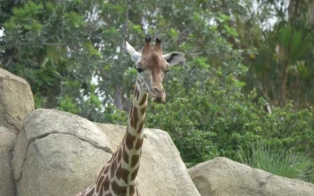 Stock Video Giraffe Looking Around At A Zoo For PC