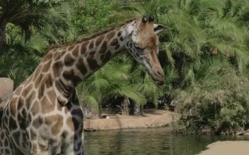 Stock Video Giraffe Looking Around For PC