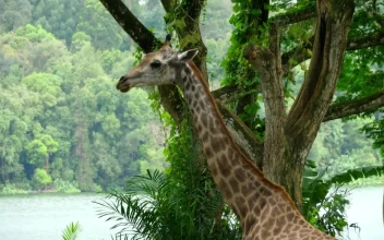 Stock Video Giraffe In Natural Environment For PC