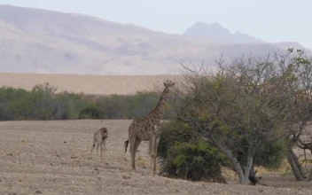 Stock Video Giraffe Eats From A Tree On The Savanna For PC