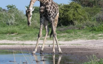 Stock Video Giraffe Bending Down To Drink At The Pond For PC