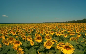Stock Video Gigantic Field Of Sunflowers On A Sunny Day For PC