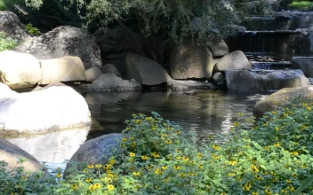 Stock Video Gentle Stream In A Public Garden For PC