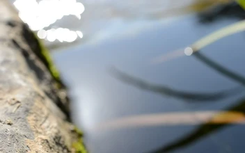 Stock Video Gentle Stream In A Garden For PC