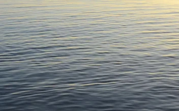 Stock Video Gentle Ripples Across The Water For PC